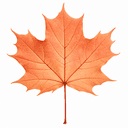 MAPLE