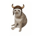BULL