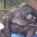 Monkey J