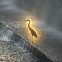 Heron