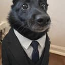 DOGINVEST