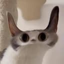 Meepcat