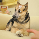 DOGO