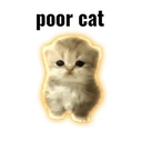 POORCAT
