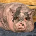Waddles