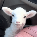 Timothy