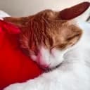 MEOW
