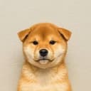 Inu