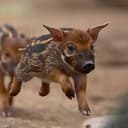 HOGDOG