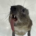 hyrax4