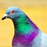 PIGEON