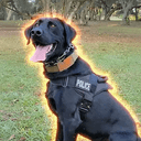 REX