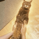 チコ
