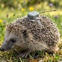 DigiHog