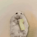 OTTER
