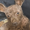 Ber