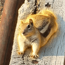 THEODORE