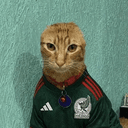 baldcat