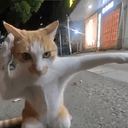 CATLEE