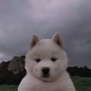bob