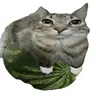 MELON