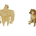 DOGVSDOGE