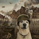 Staredog