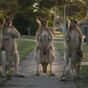 Gangaroos