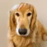 RALPHIE