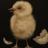 Chick
