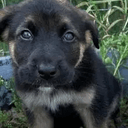 Puppyrot