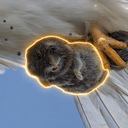 VOLE