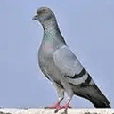 PIGEON