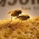 Flies