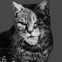 GIGACAT