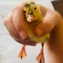 DINKY