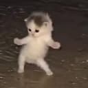 RAVECAT