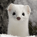 Ermine