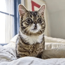 LILBUB