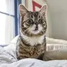 LILBUB