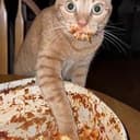 LASAGNA