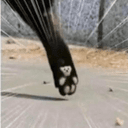 PAW