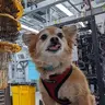 QDOG