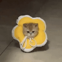 Buttercup