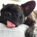 躺平狗