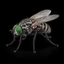 FLY