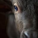 BULL