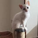 MONCHO