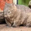 WOMBAT
