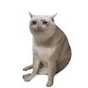 CASHCAT